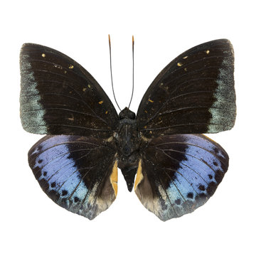 male Common Archduke