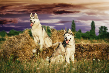 Two dogs sitting near haystacks waiting for his master. Siberian husky on a background of the countryside.