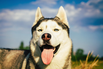 Portrait of a dog on the background of haystacks in rural areas. Siberian Husky with blue eyes.