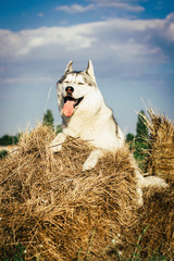Portrait of a fun gray dog with blue eyes. The Siberian husky is lying on a haystack. © voltgroup