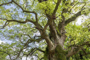 枝を大きく伸ばした蒲生の大クス