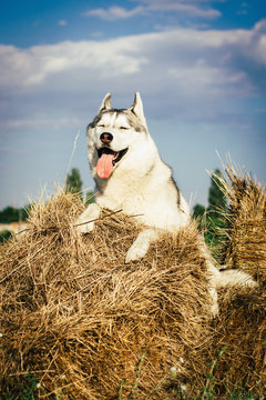 Portrait of a fun gray dog with blue eyes. The Siberian husky is lying on a haystack.