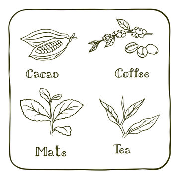 Various Herbals - Coffee, Mate, Cacao And Tea