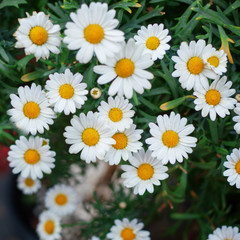 Bouquet of camomiles. Natural cute background. Square