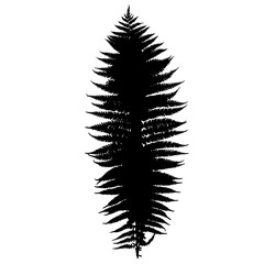 Fern silhouette