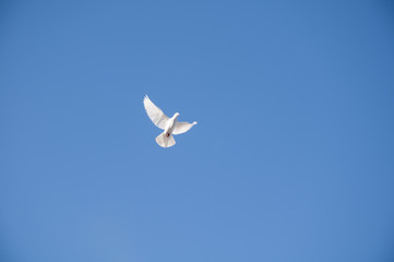 Gökyüzünde uçan beyaz güvercin, hareketli, flu