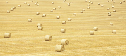 Panoramic view of hay bales on harvested field.