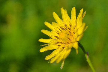 yellow flower on field