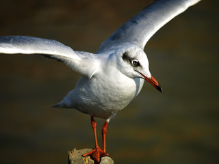 Seagull Flying,Seagull, Gull, Flight, Fly,Seagull Landing, Bird