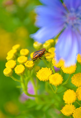 bug on yellow and blue flower