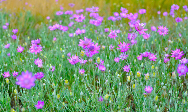 Fototapeta field of purple flowers
