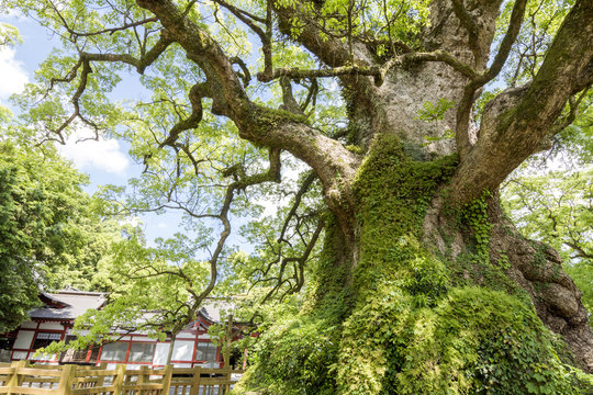 蒲生の大クスと蒲生神社