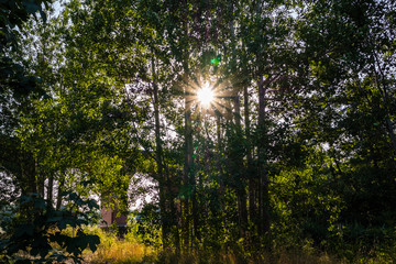 Gegenlicht Baum