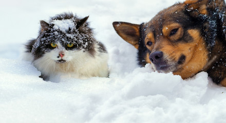 Cat and dog lying on the snow in cold winter