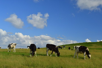 cows grazing