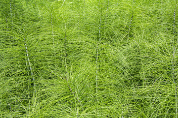 Field Horsetail plants as a green background