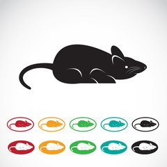 Vector image of an rat on a white background