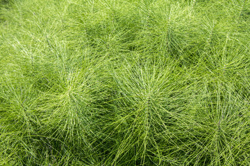 Horsetail plants