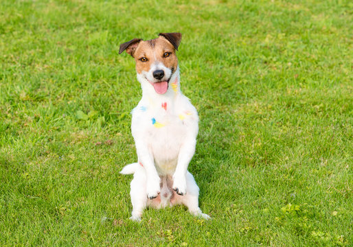 Smiling dog with paint stains sitting on hind legs in begging pose
