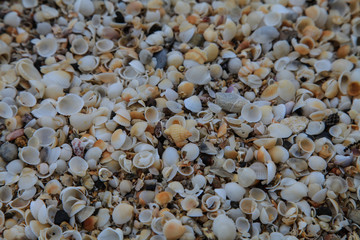 sea shells and stones at seaside