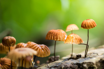 orange mushrooms