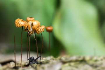 orange mushrooms