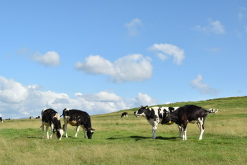 cows grazing