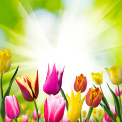 image of beautiful tulips