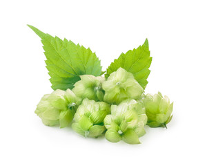 Hops (humulus)