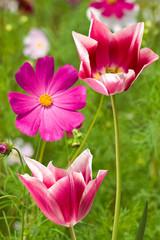 Fototapeta premium Image of different flowers in the garden