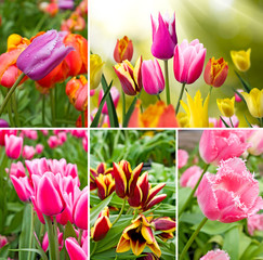 image of many tulips