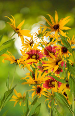  yellow flowers on a green background closeup