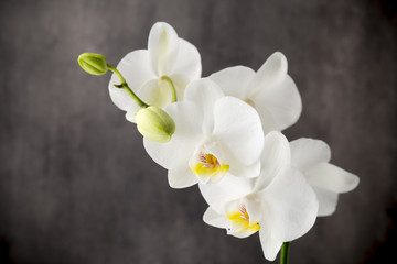 Plakat White orchid on the grey background.