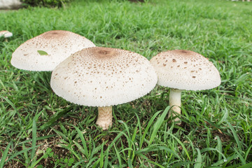 poisonous mushrooms.