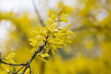 Flowers.