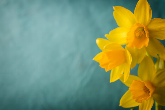 Fototapeta Daffodils.