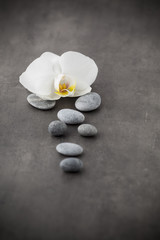 Naklejka na ściany i meble White orchid and spa stones on the grey background.