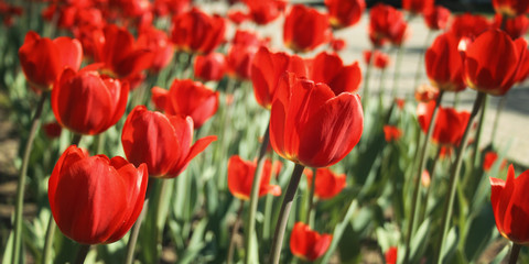 Red tulips on the flowerbed. Aged photo. Macro.