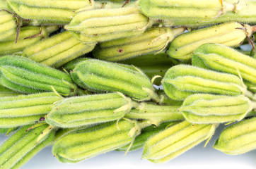Plant black Sesame pod closed up