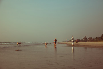 Walking dogs on beach at sunset