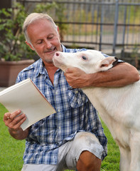 Granjero veterinario cuidando alimentando una ternera, vaca bebe.