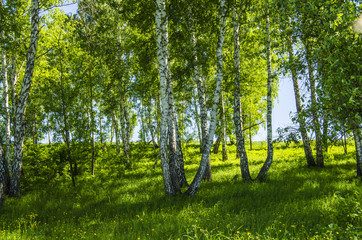  лес березовый