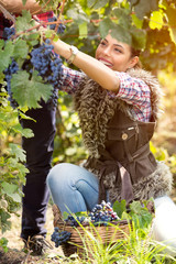 Happy girl picking grapes