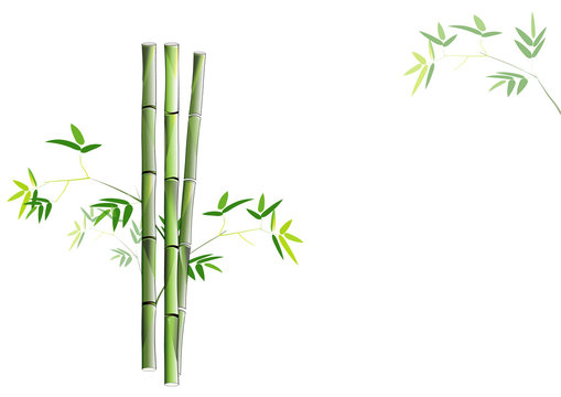 bamboo on white background,Vector illustration