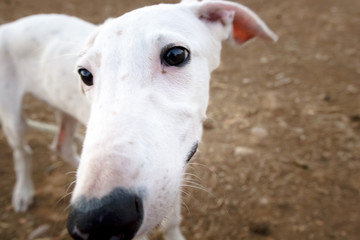 Primer plano perro de carreras. Perro de raza pura. Galgo espa&ntilde;ol. 