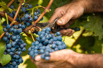 grape harvest close up