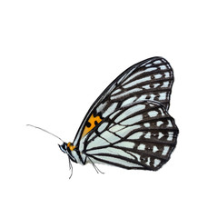 Beautiful butterfly perching on isolate white background