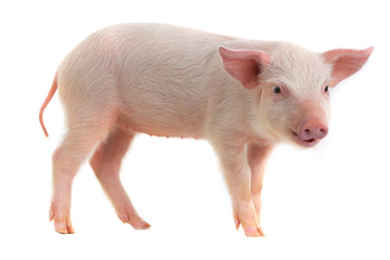 pig