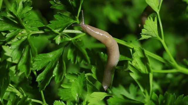 Slugs Crawl on Parsley. Slugs Eat Parsley. Night Scene