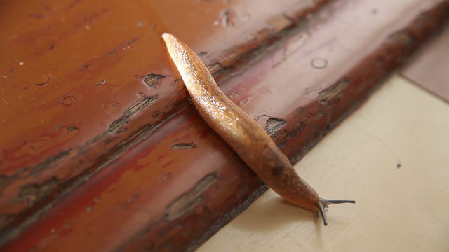 Slugs Crawl on The Floor in The House. Night Scene